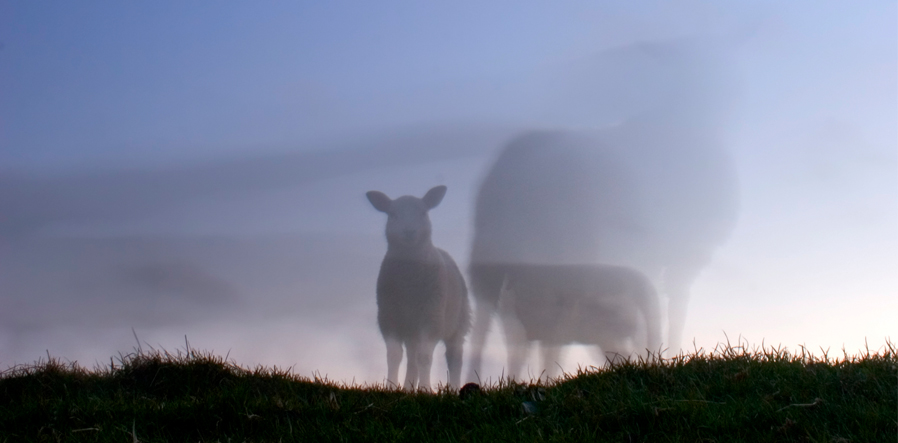 schapen in de schemer