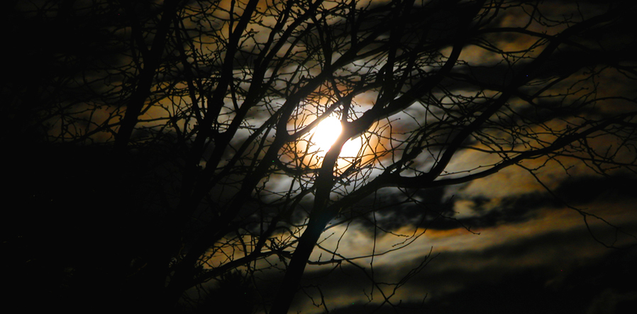 moon behind tree - dark sky