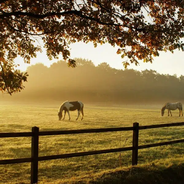 zonsopgang 2