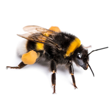 hommel-220