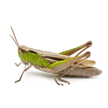 krekel-insecten