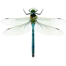 libelle-220