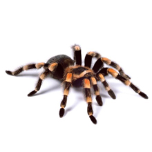 tarantula-220