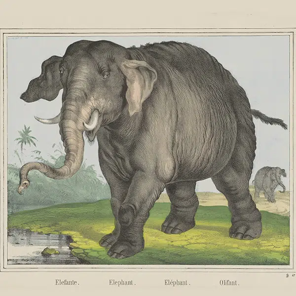 olifant dierencarnaval