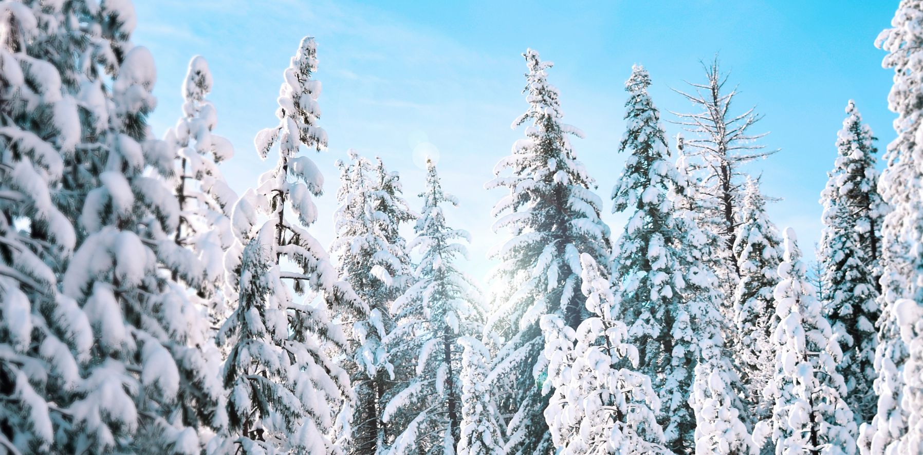 Naaldbomen bedekt met sneeuw.