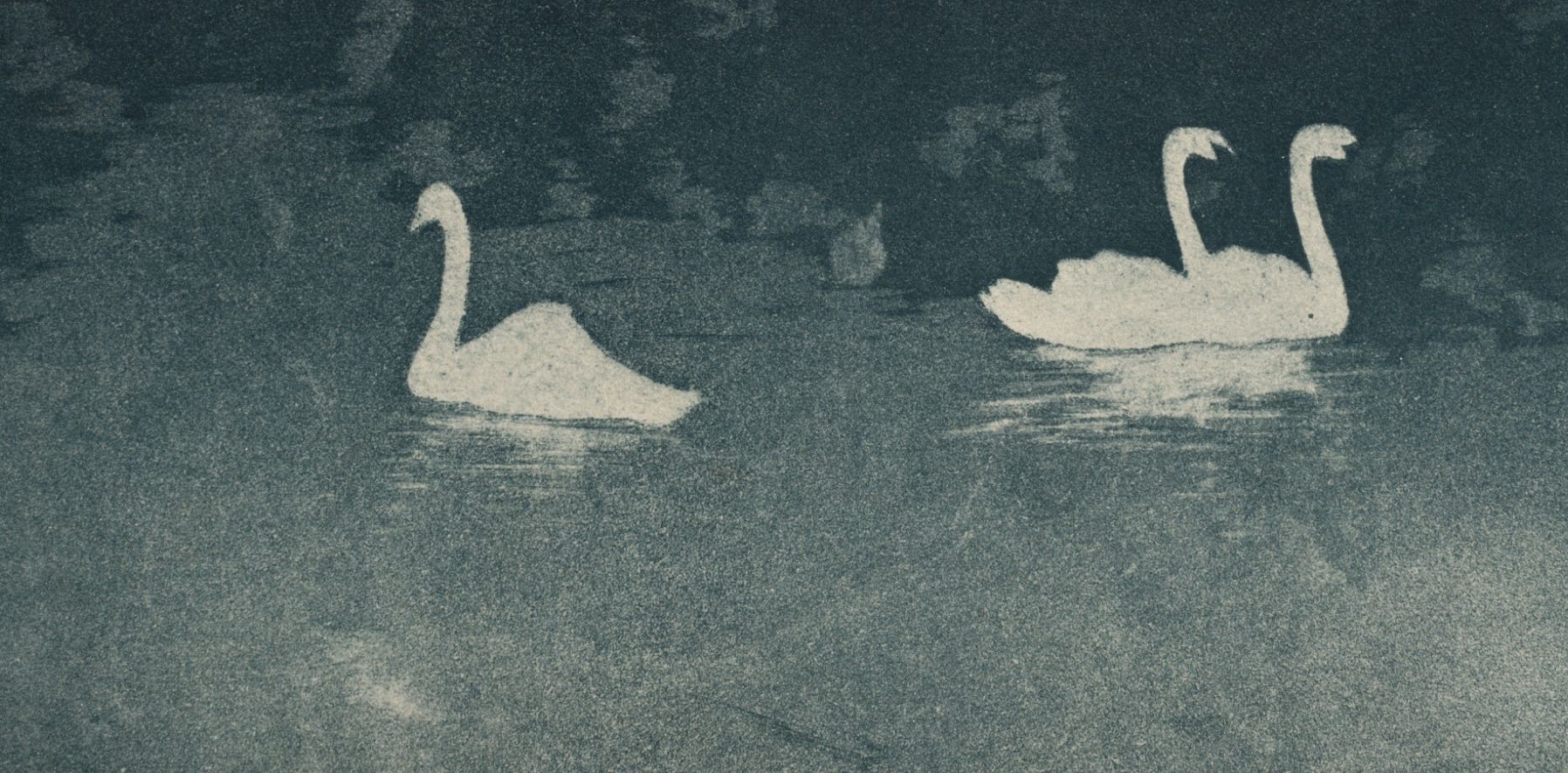 4 witte zwanen op een donkerblauwe achtergrond.