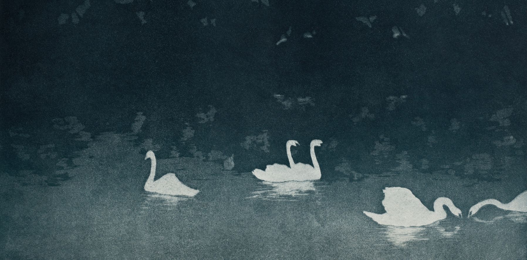 4 witte zwanen op een donkerblauwe achtergrond.